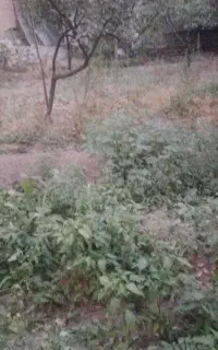 راهنمای کنید