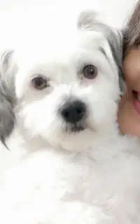 گمشده
