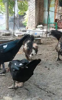 اردک اسرائیلی