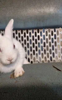 خرگوش دو عدد