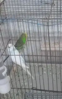 مرغ عشق