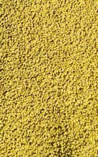 بذر یونجه رینجر امریکایی