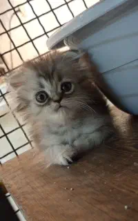 اسکاتیش چین چیلا سیلور