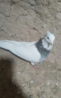 کاکلی