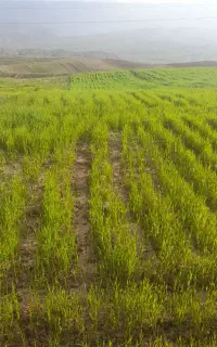 فروش