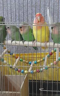 جوجه کوتوله برزیلی