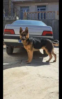 سگ ژرمن