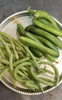 فروش خیار مخصوص شوری و لوبیا چین اول
