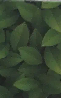 پماد گیاهی آنتی هموروئید رکتول