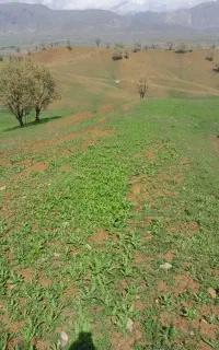 زمین کشاورزی اجاره شاهیوند