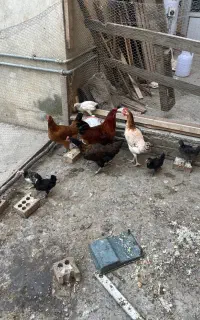 جوجه محلی اماده تخم گذاری