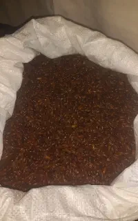 بذرلوبیا سبز پربارکیلویی ۴۰۰