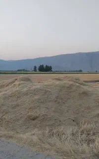 کاه سرخوشه درجه یک شیراز