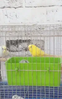 2 جفت مرغ عشق