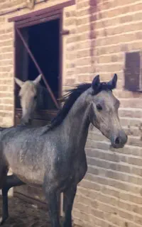 اسب عرب ۳ساله