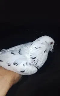 کبوتر
