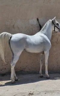 اسب کرد