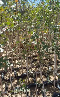 نهال بنه گلدانی چهار کیلویی