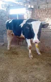 گوساله نر