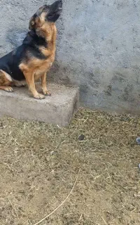 سگ ژرمن شپرد