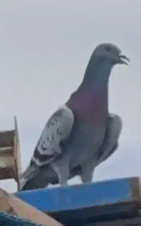 پلاکی