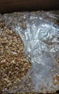 گردو دندانه