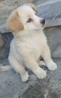 سگ پاکوتاه حرف گوش کن
