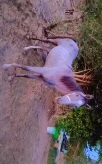 اسب