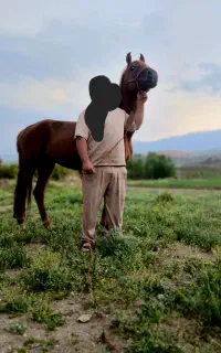 اسب یکسر عرب