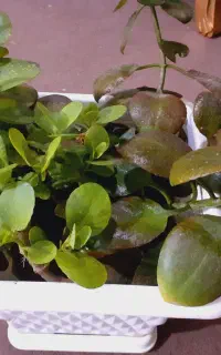 گل قاشقی و سانسوریا