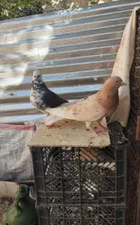 کفتر
