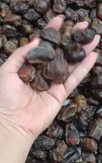 پاجوش نخل گنتاروخرما