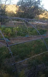 سازه گلخانه