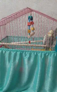 قفس عروس هلندی معاوضه با قفس بزرگ