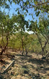 انجام تیلرزنی باغات در سراسر استان