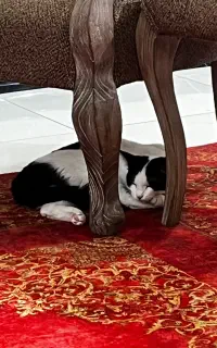 گربه آروم رایگان
