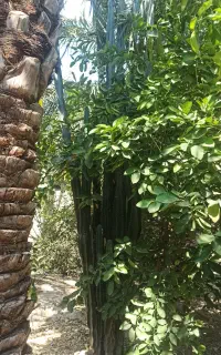 کاکتوس