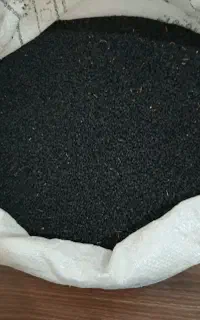 بذر پیاز مینروا دستگیری از قوطی اصلی آرژانتین