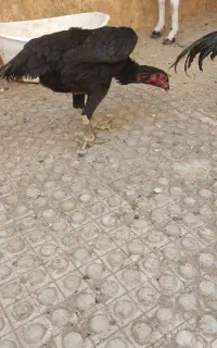 انواع نژاد مرغ و خروس