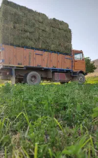 فروش یونجه