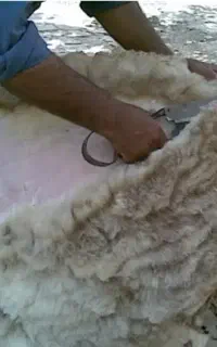 پشم گوسفند و پشم بره