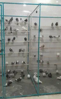 کبوتر پرشی