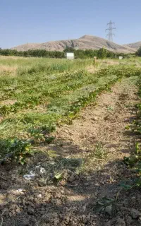 شتل توت فرنگی پاروس درجه ۱
