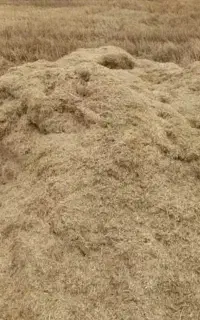کاه گندم درجه یک