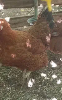 چهار مرغ بالغ و تخم گذار