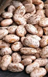 لوبیا محلی  چیتی 17 کیلو