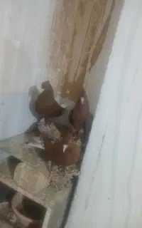 سرخ دم سفید