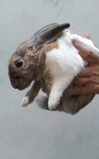 خرگوش خانگی دستی