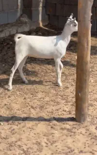 فروش‌کهر‌نژاد‌عمانی