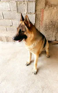 سگ ژرمن کار ماده